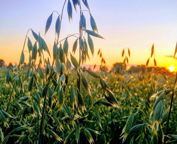 Glowing-oats-at-sunset-R-Stockwell